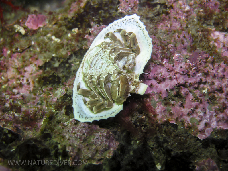 Butterfly Crab (Cryptolithodes typicus) underside